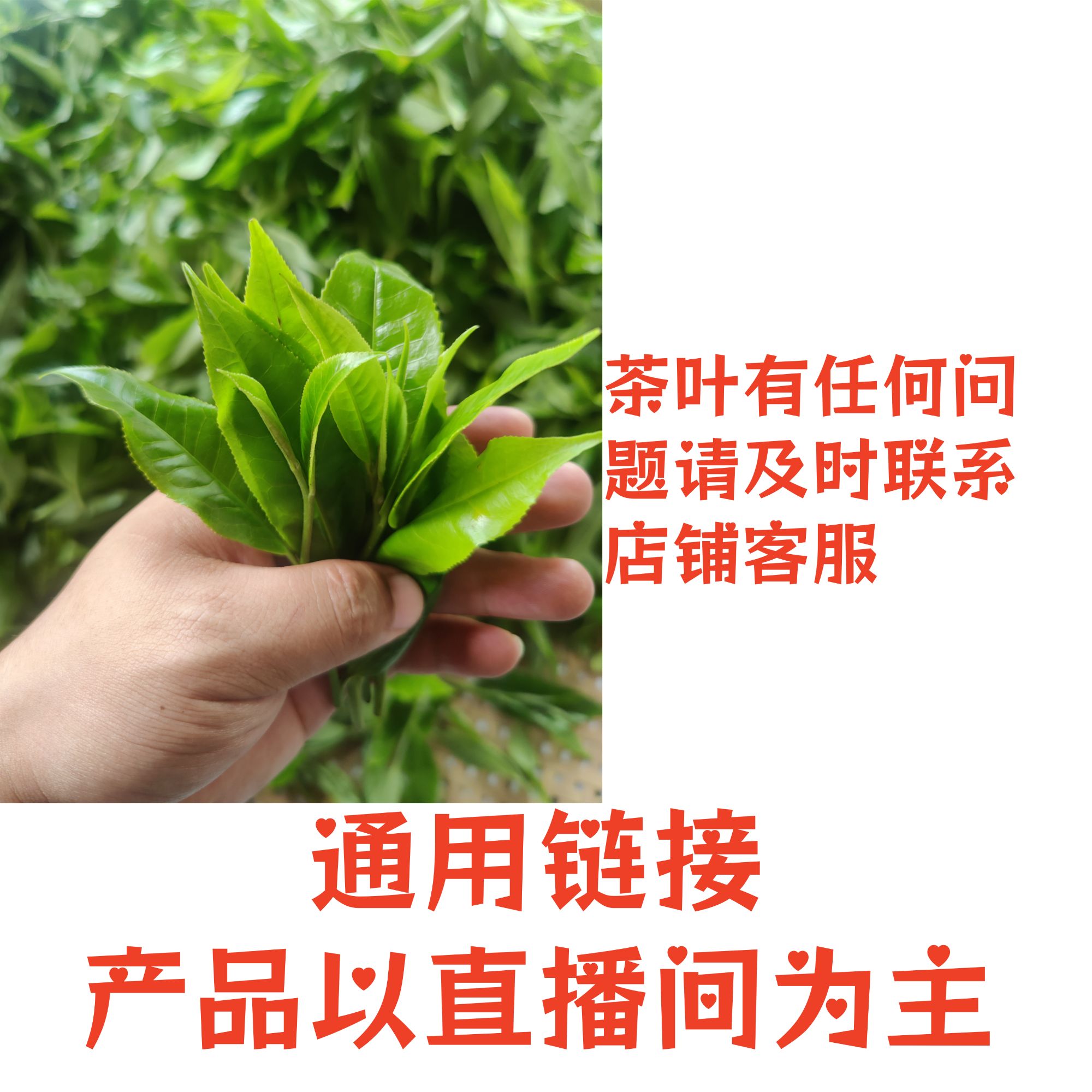 小灿  麻栗坡100g熟 通用链接 普洱茶  