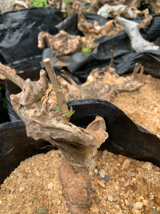 镂空黄荆老桩盆景造型园艺绿化植园林庭院山庄园批发团购