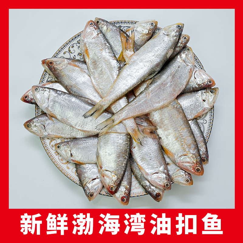 油扣鱼新鲜冷冻渤海湾小海鲜黄尖子毛扣海马口鱼香煎油炸黄鲫鱼