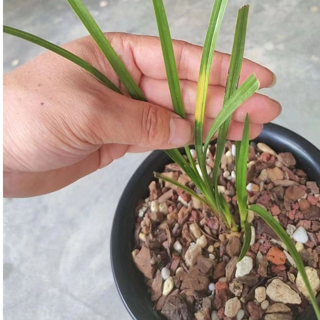 蕙兰节斑兰遇天下