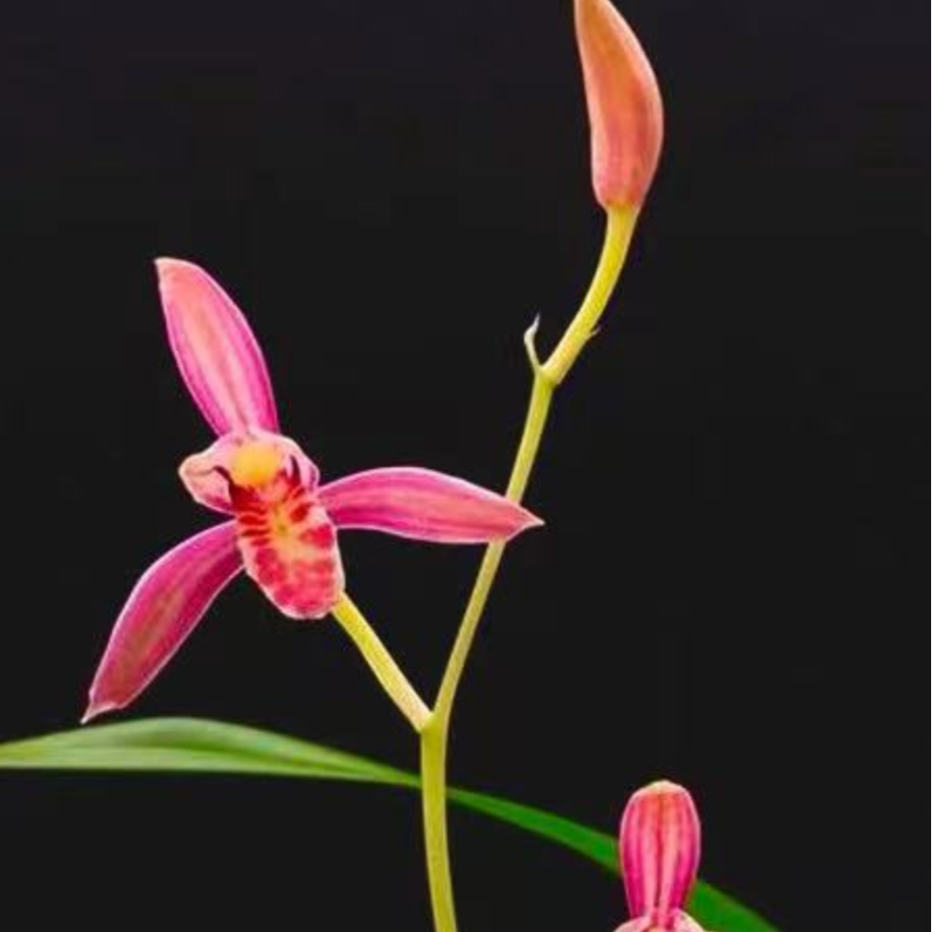 建兰朝霞红花四季兰5-11月开花2-4次新手好养清香浓郁