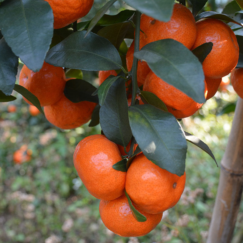 正宗广西砂糖橘沙糖桔当季新鲜水果现摘现发精选无籽橘