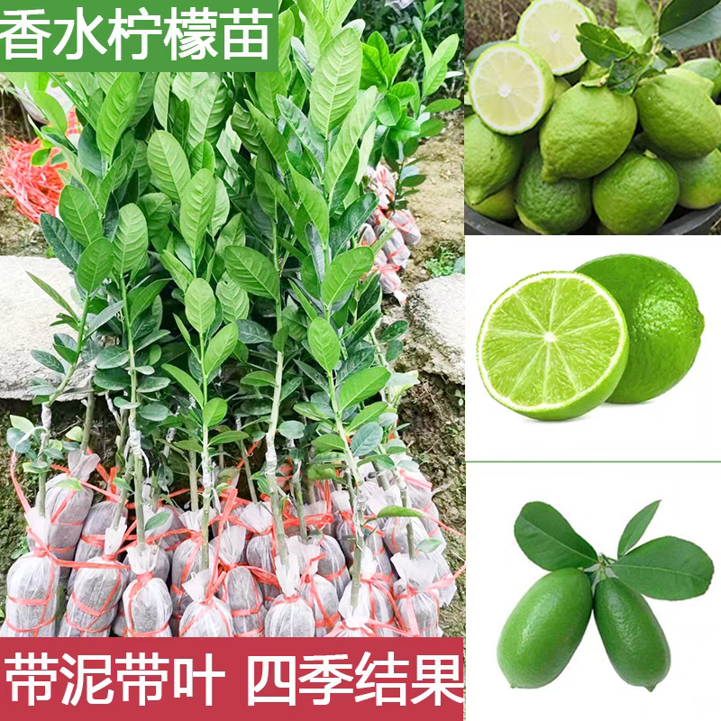 广东香水柠檬嫁接苗四季结果带土带叶台湾香水柠檬当年结果盆栽地