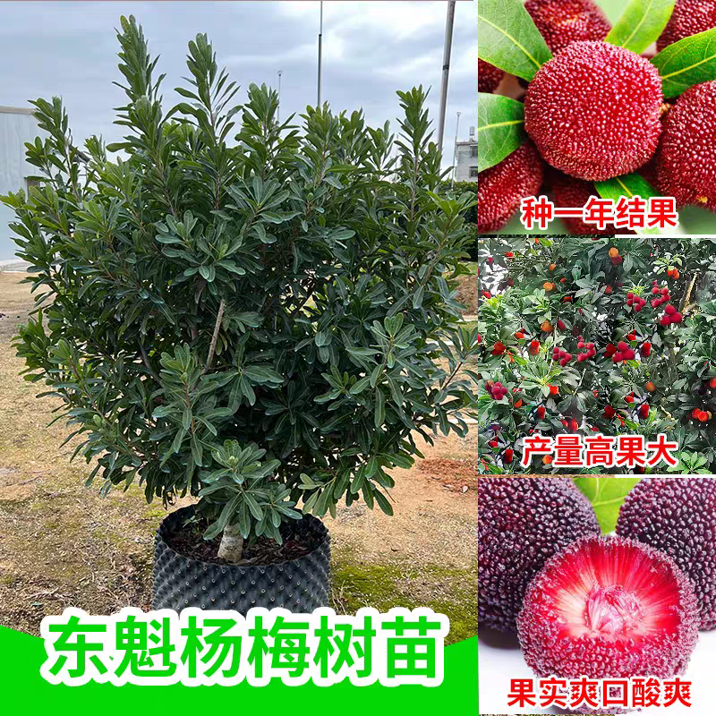 优质东魁杨梅嫁接树苗种植地栽当年结果带土发货成活率培育小苗