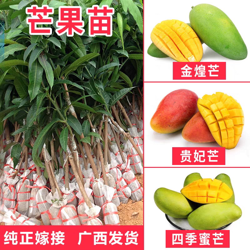 芒果树苗嫁接贵妃芒四季芒金煌芒桂七芒带土带叶发货