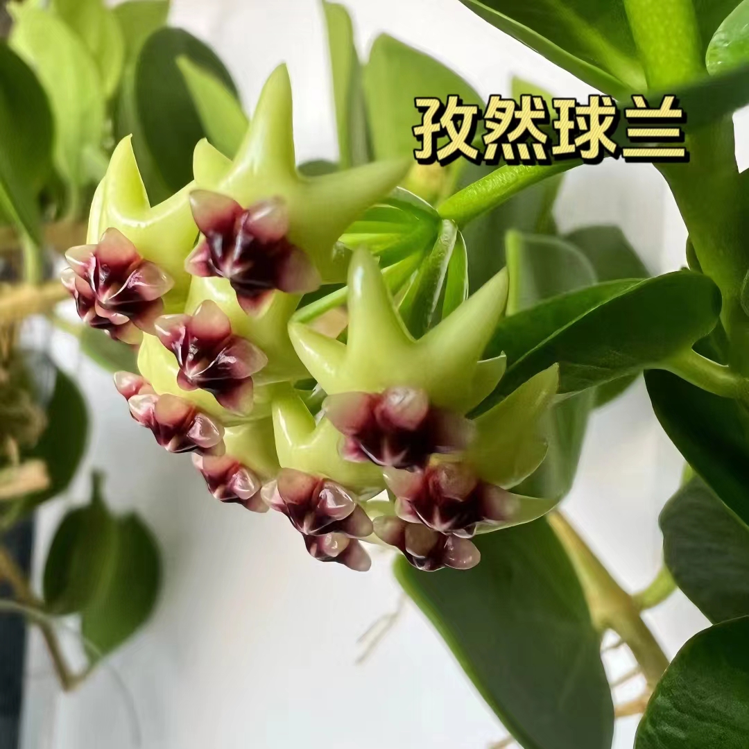 【孜然球兰】小叶长藤爬藤球兰 阳台办公室爬藤花卉球兰 懒人推荐