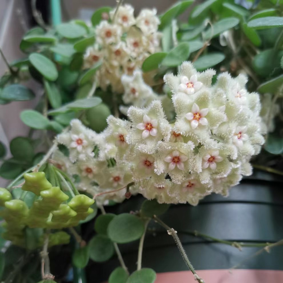 【原种匍匐球兰】毛绒质感开花球兰阳台办公室爬藤垂吊球兰
