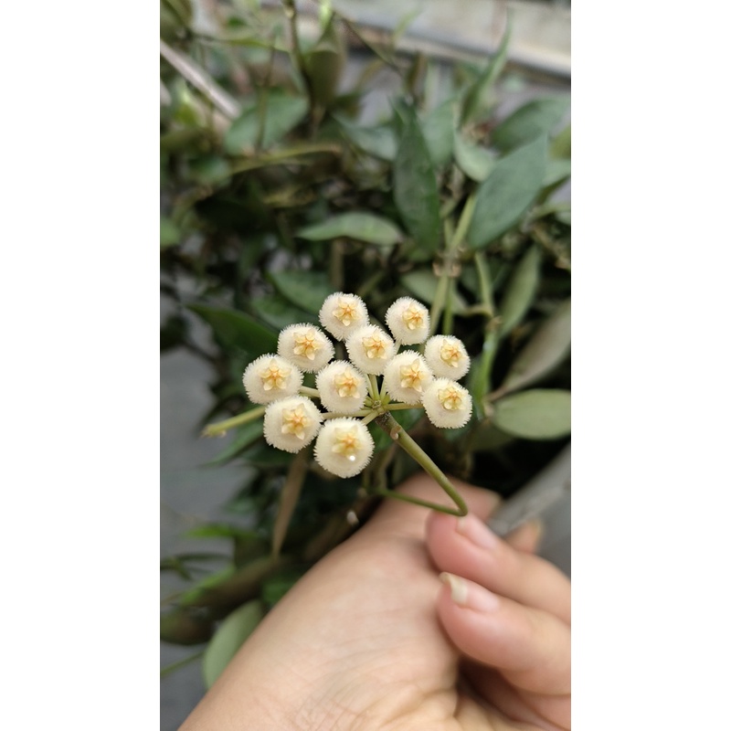 【长叶裂瓣】勤花小清新带香味阳台办公室垂吊爬藤植物