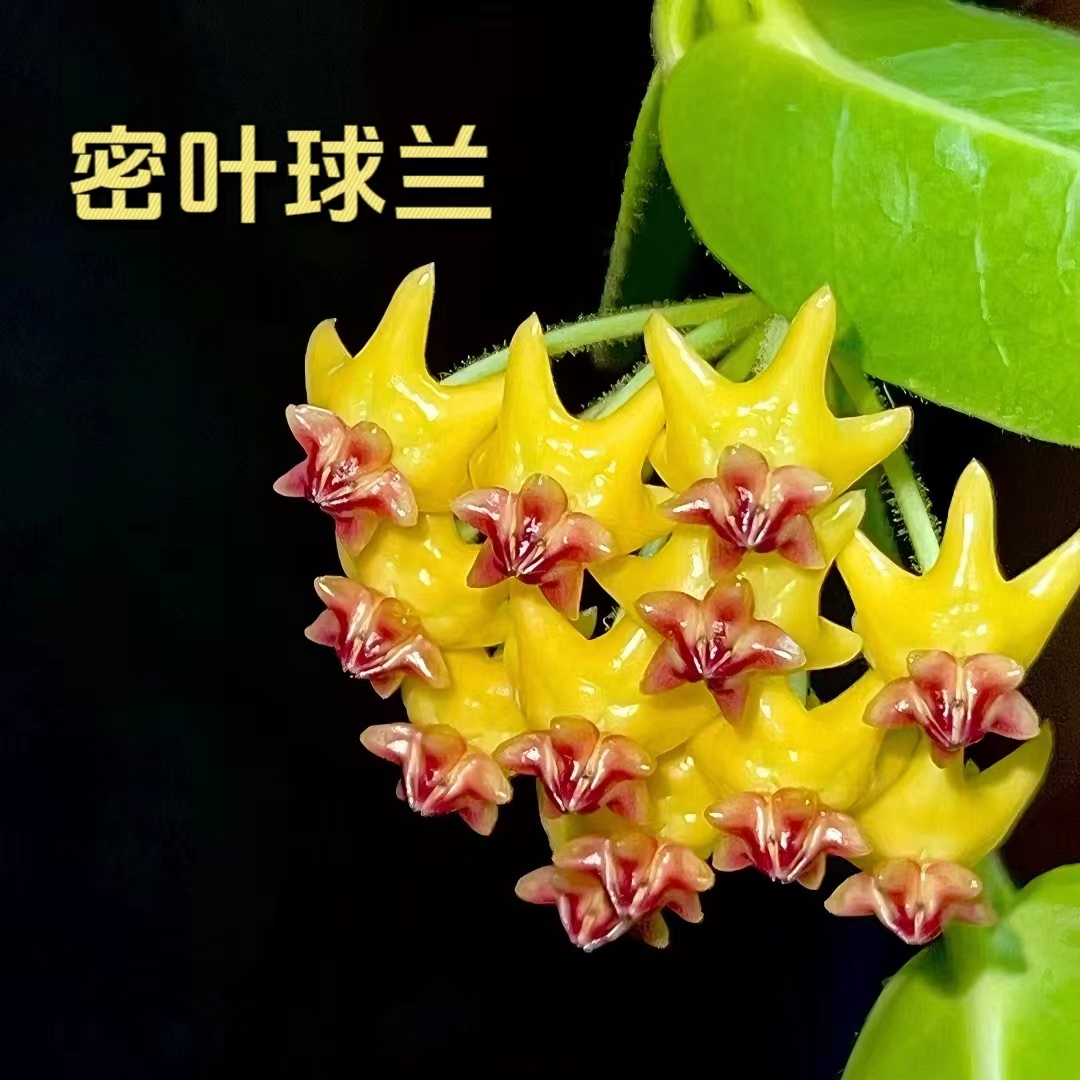 【密叶球兰】Hoya densifolia 办公室阳台摆放球兰 懒人推荐
