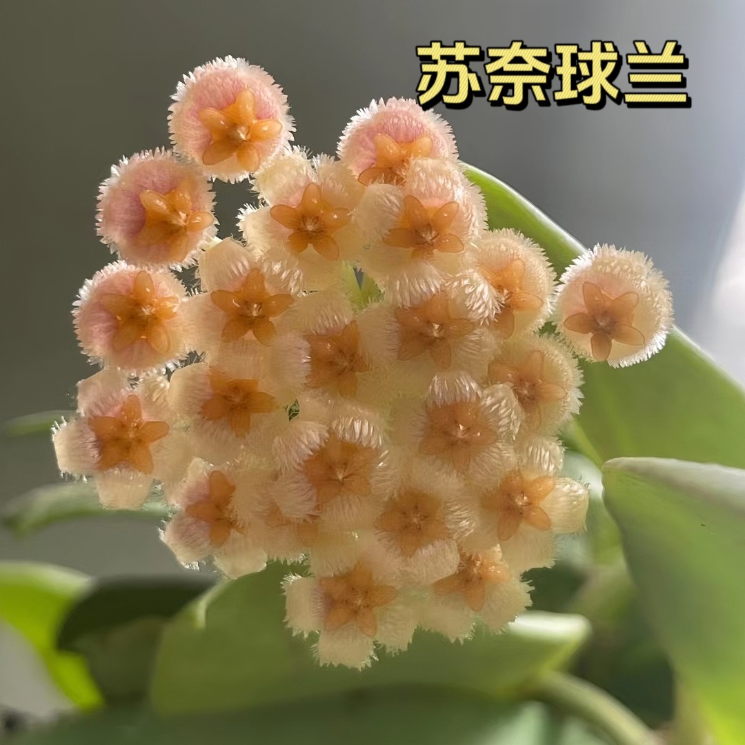 【苏奈】变色款基地直发四季好养爬藤垂吊办公室开花盆栽阳台花卉