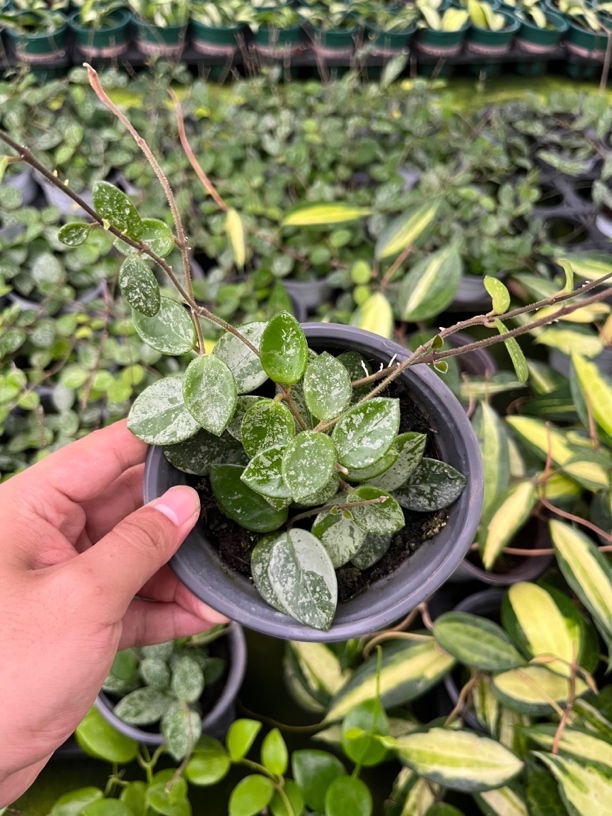 【高斑杂匍】小高端球兰 米切尔德养护简单颜值高垂吊爬藤植物