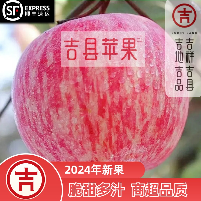 [顺丰] 山西壶口吉县苹果 红富士苹果 脆甜多汁 2024年当季新果