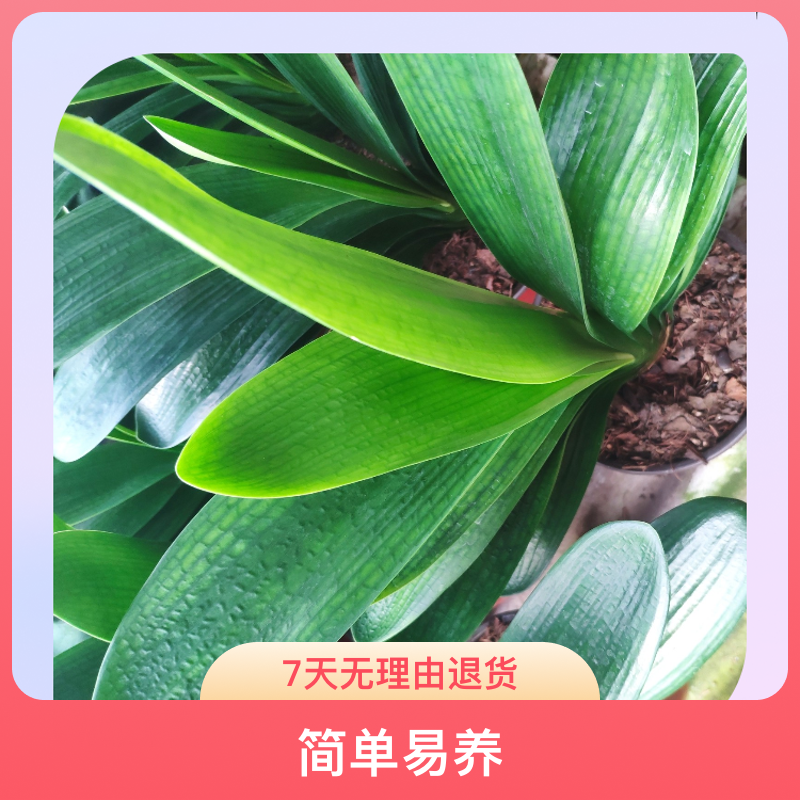 君子兰属鲜类，常年观叶，一季观花，净化空气，点啜空间！