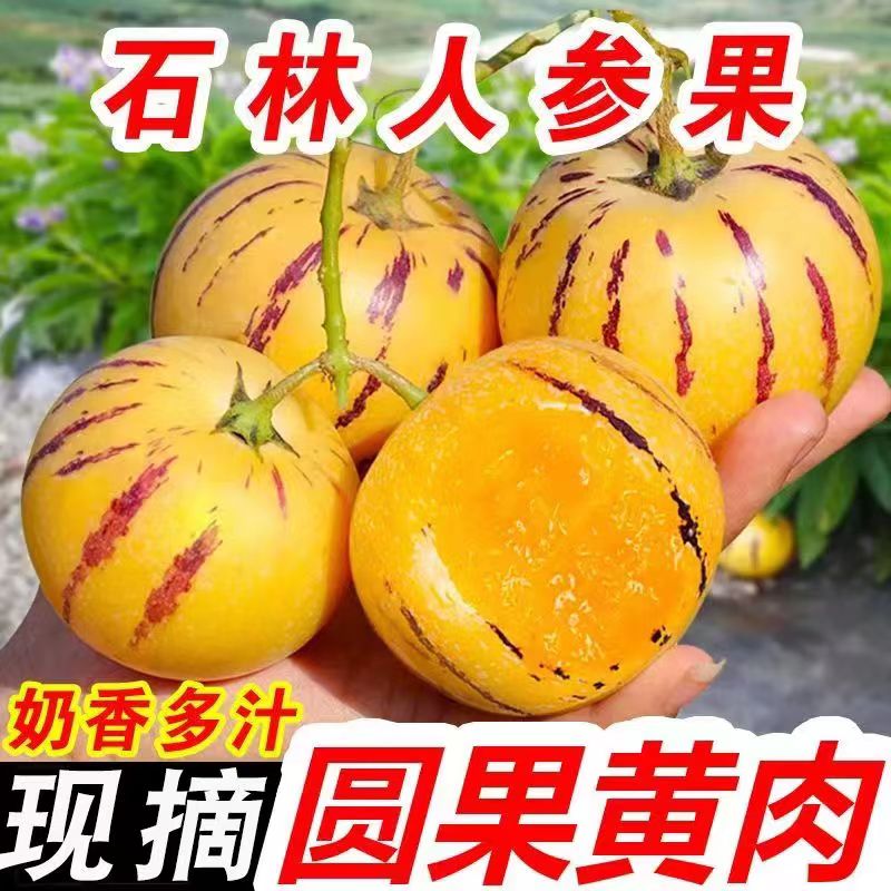 清甜多汁云南石林人参果果圆果人生果新鲜黄肉3斤小果