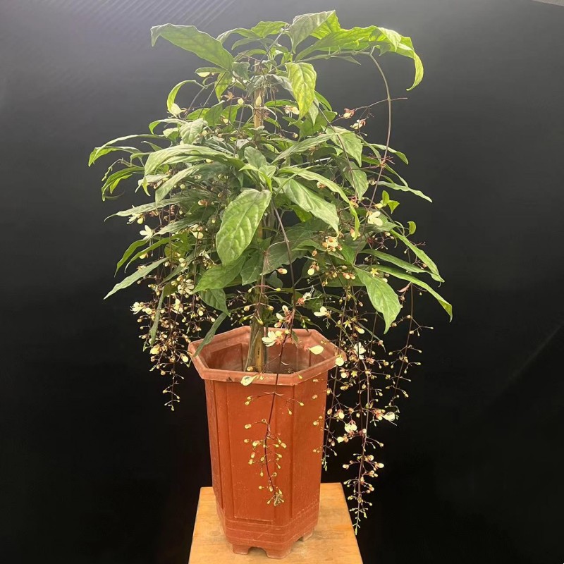 一物一拍垂丝茉莉泰国进口绿植盆栽垂丝茉莉白玉蝴蝶开花美丽阳台