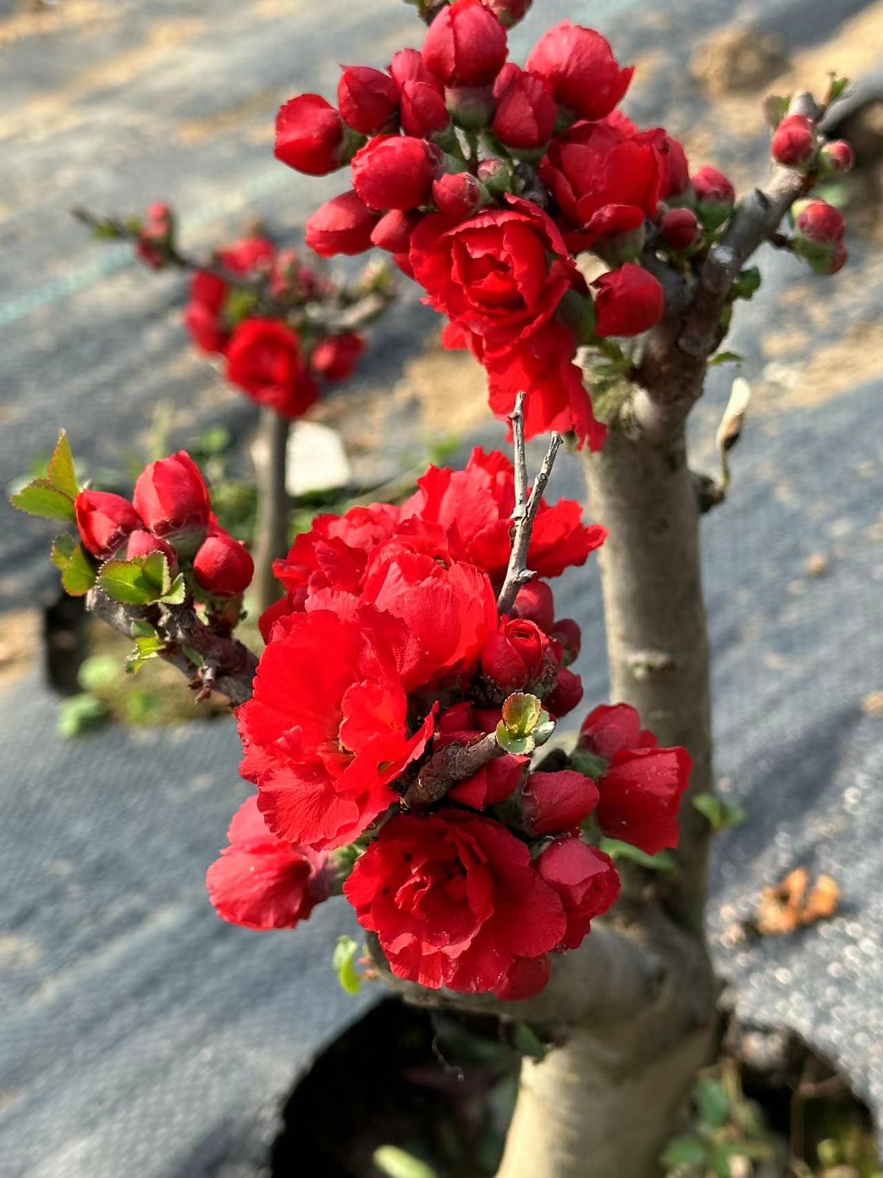 八重咲长寿梅一物一拍链接，私拍不发货