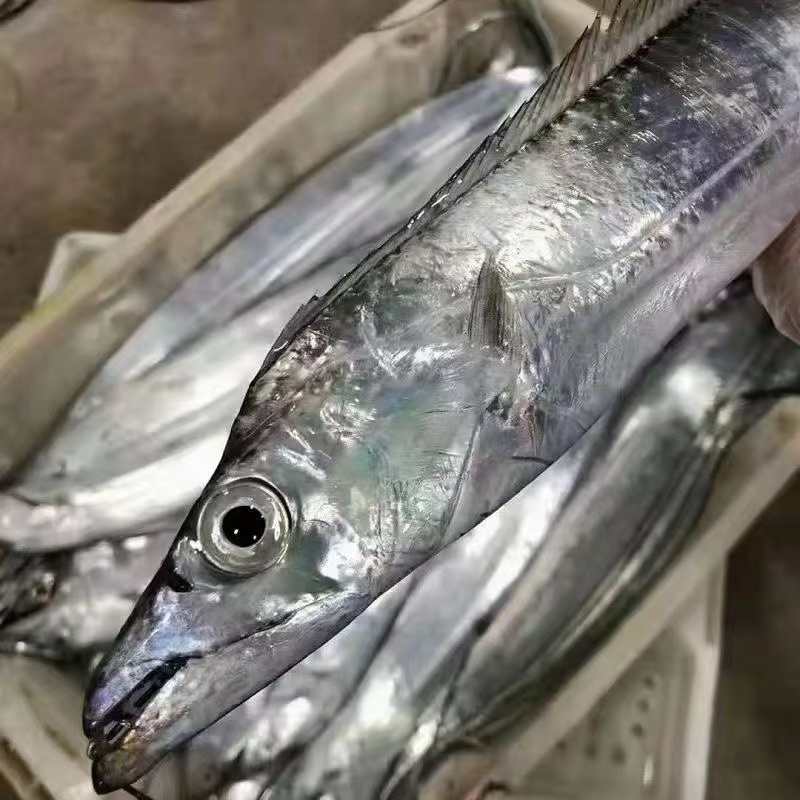 新A共6条3斤 带鱼钓带鱼 小眼油带鱼 半斤每一条4条送2条：合计6条