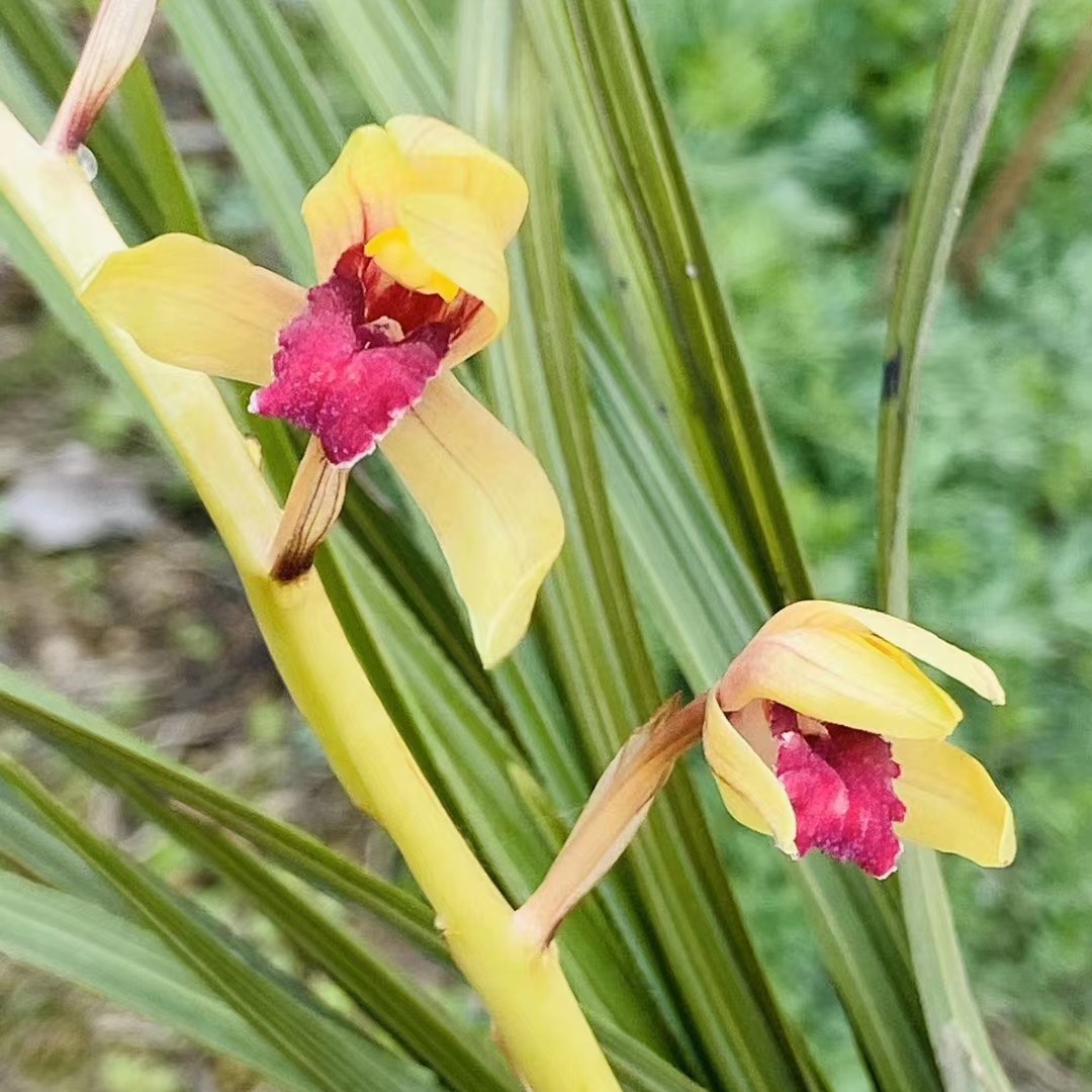 蕙兰 浓香  绿植盆栽带花苞马上开花 