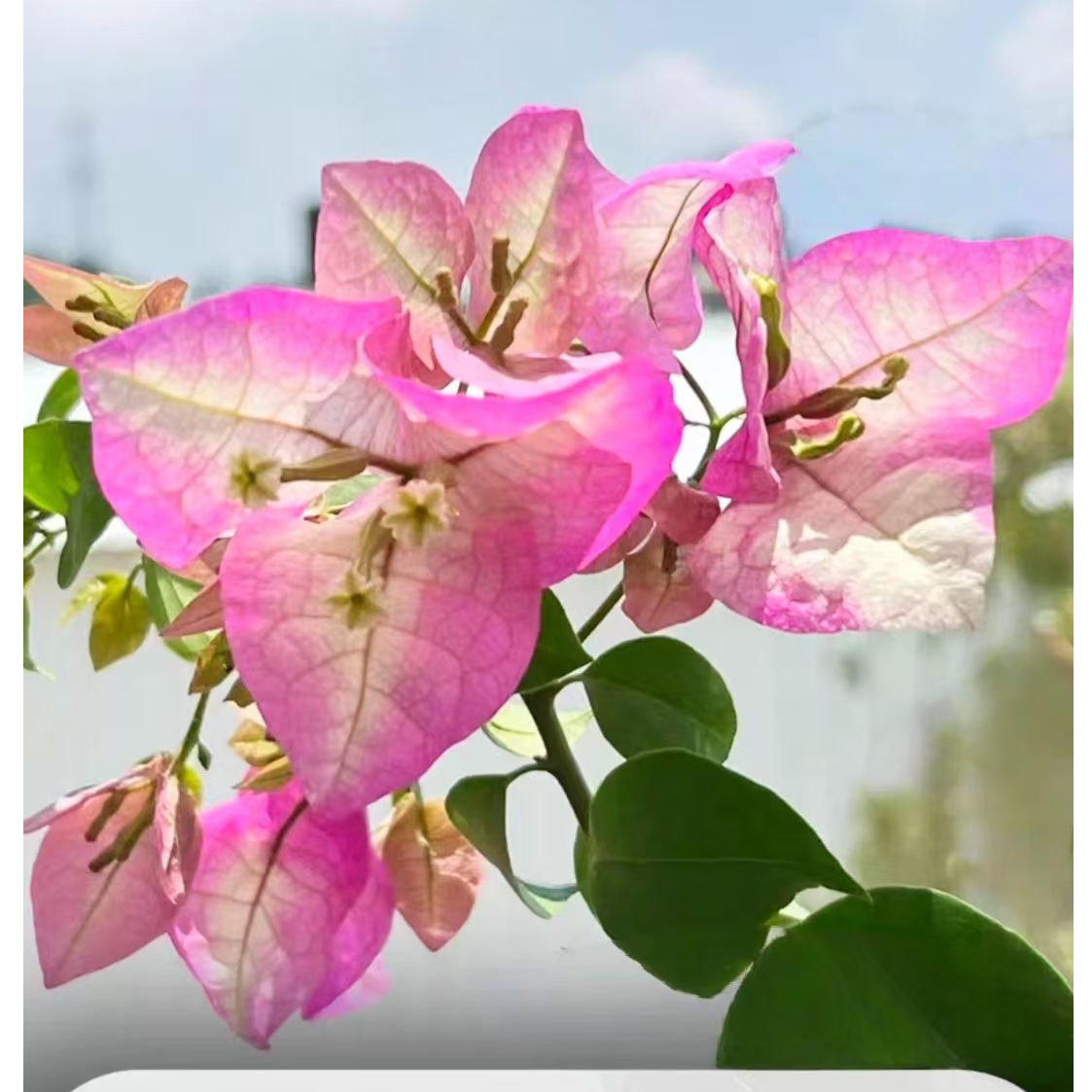 【三角梅-彩花四季开花勤花】落花落叶光杆折枝正常现象无售后】