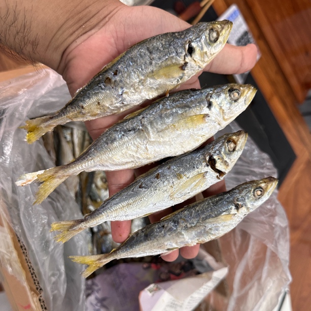 电白特产巴浪鱼干 新鲜熟晒 500克装 海味干货食用