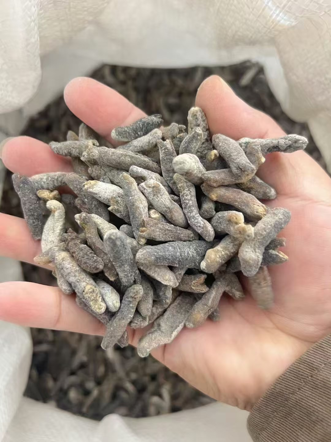 【精选明禿干货】深海天然好货家庭食用超实惠