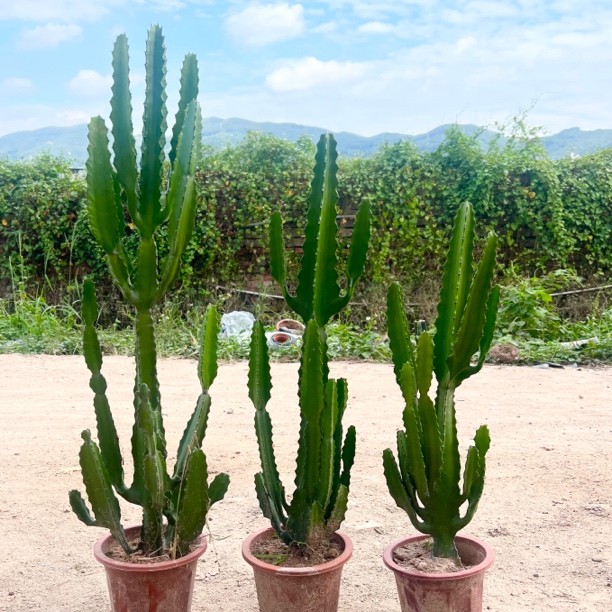 网红景观植物三角大戟阁仙人掌庭院造景搭配户外露天冬季开花