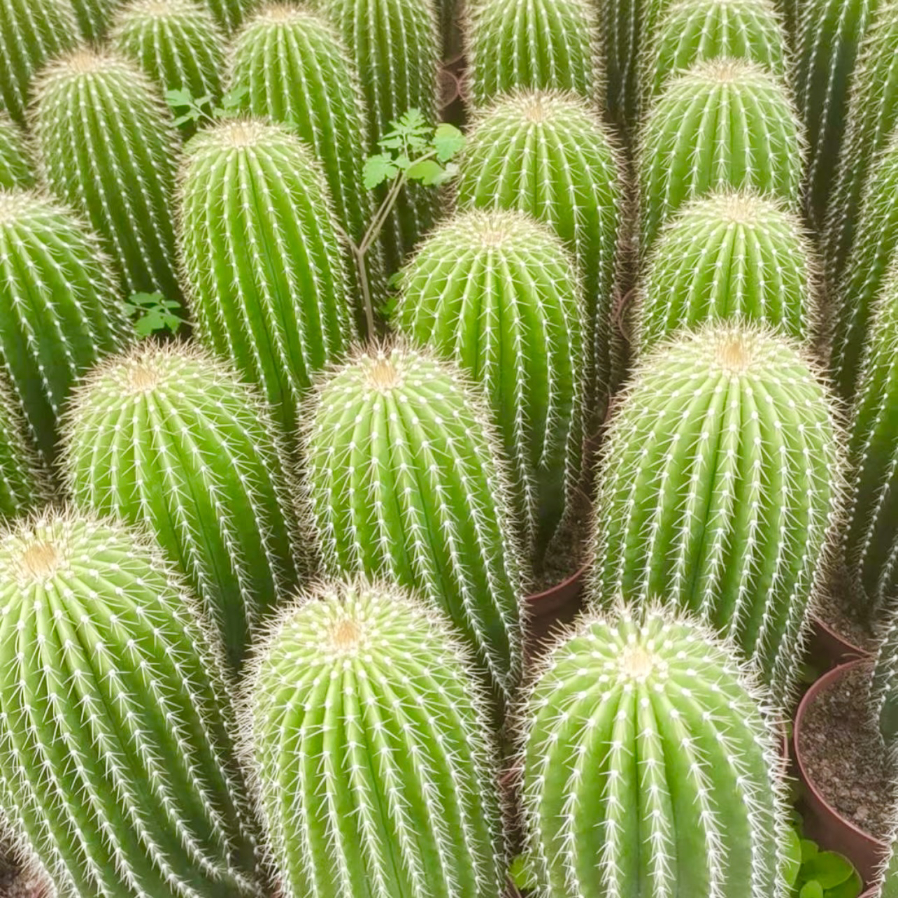 网红仙人掌盆栽大凤龙仙人柱防辐射仙人球庭院景观植物美观红色花