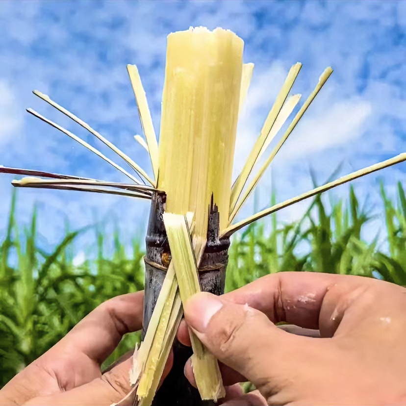 广西黑皮水果甘蔗5/10斤新鲜脆甜多汁批发清甜爽口皮薄精选中段6