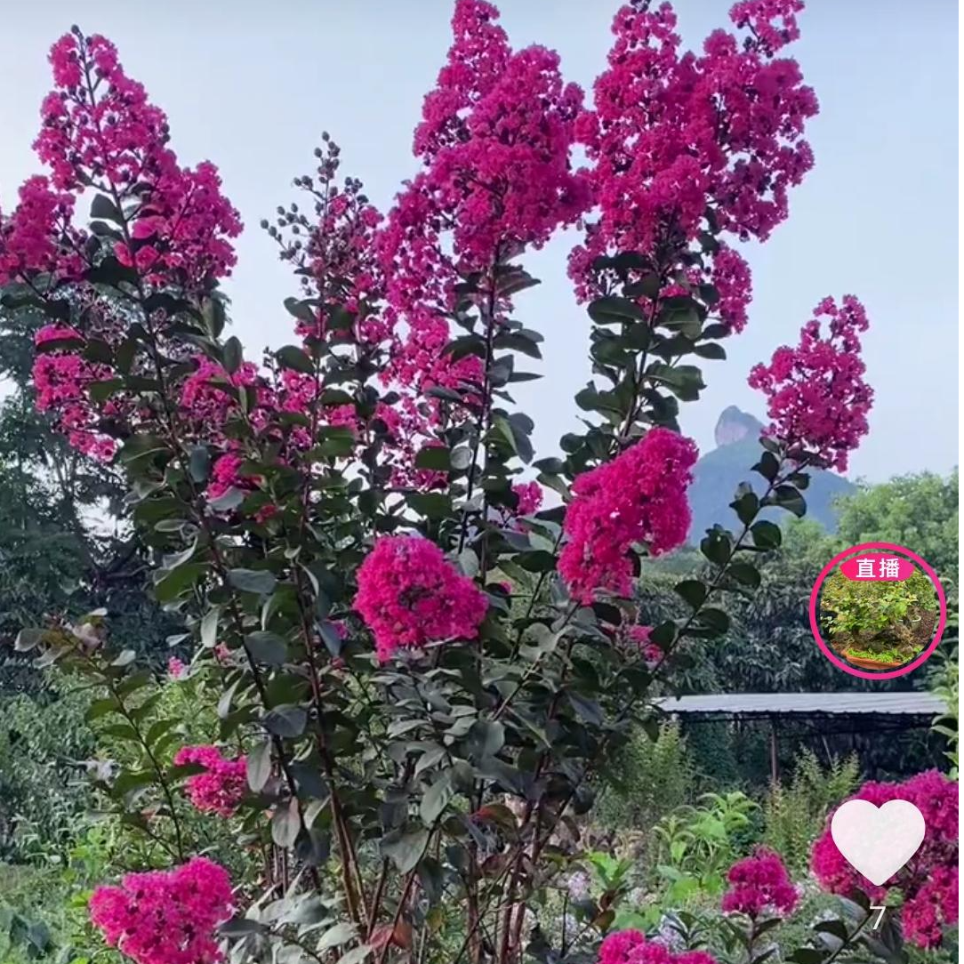 紫薇 三叶红芽赤楠老桩