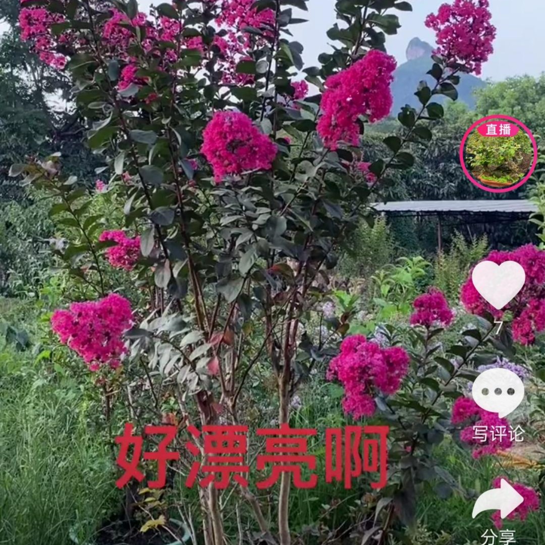 紫薇 三叶红芽赤楠老桩