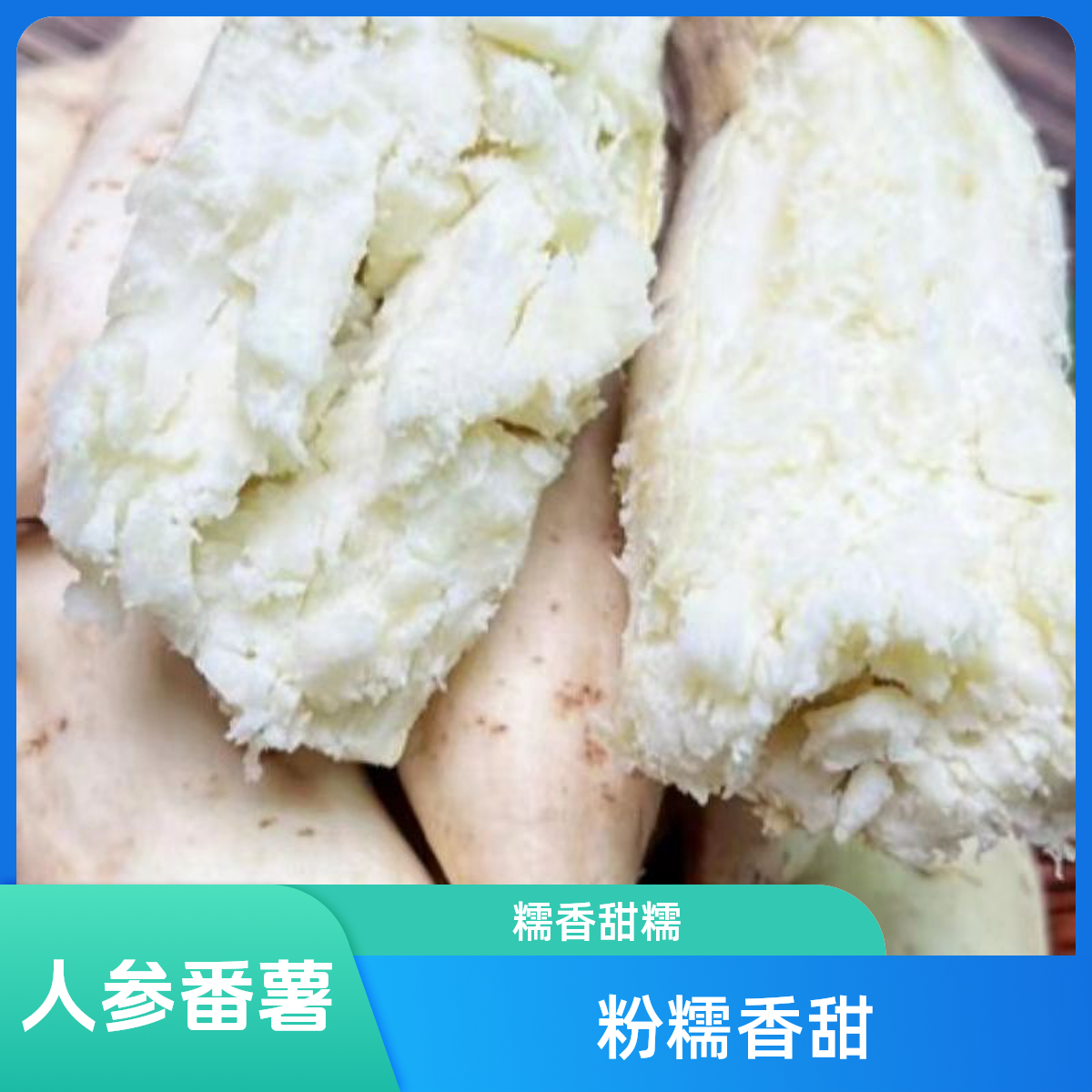 牛奶人参白皮番薯粉糯香甜4.5斤 湛江发货（到南宁中转）