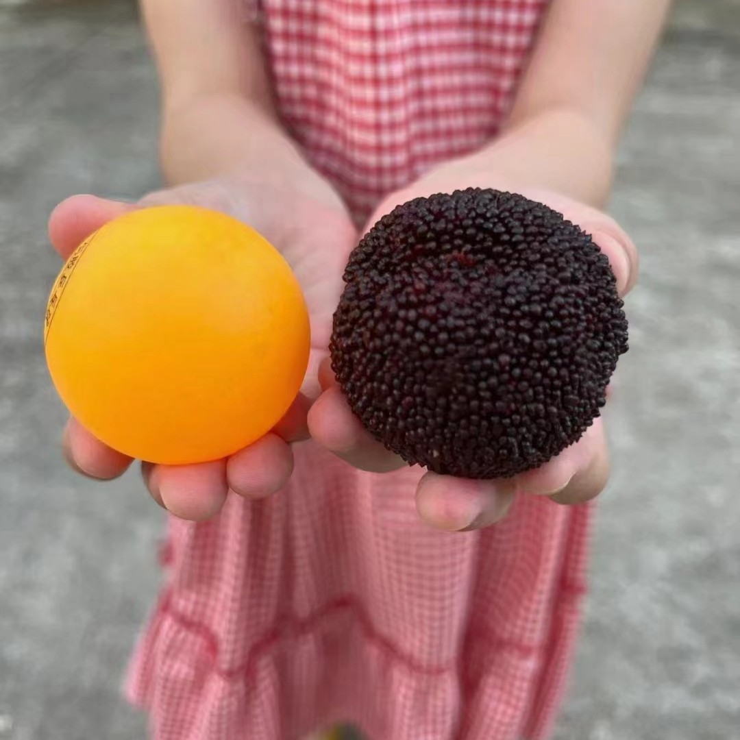 东魁杨梅 黑炭杨梅苗 