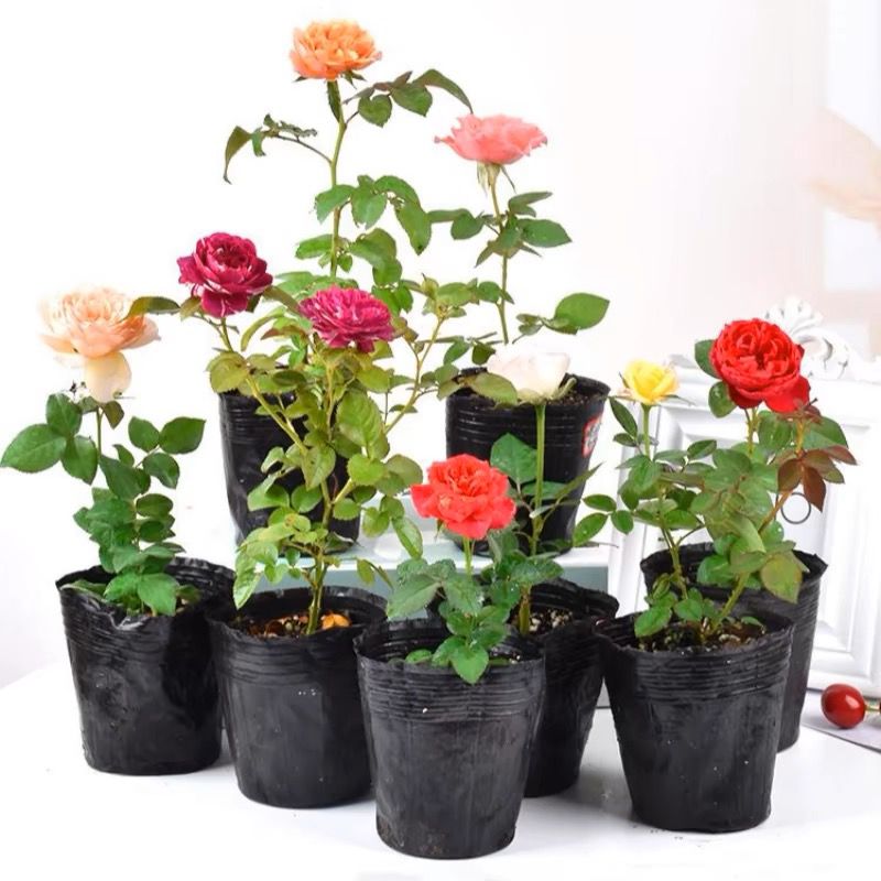【3棵包邮5送1】爬藤月季玫瑰灌木小苗灌木切花勤花浓香花期长