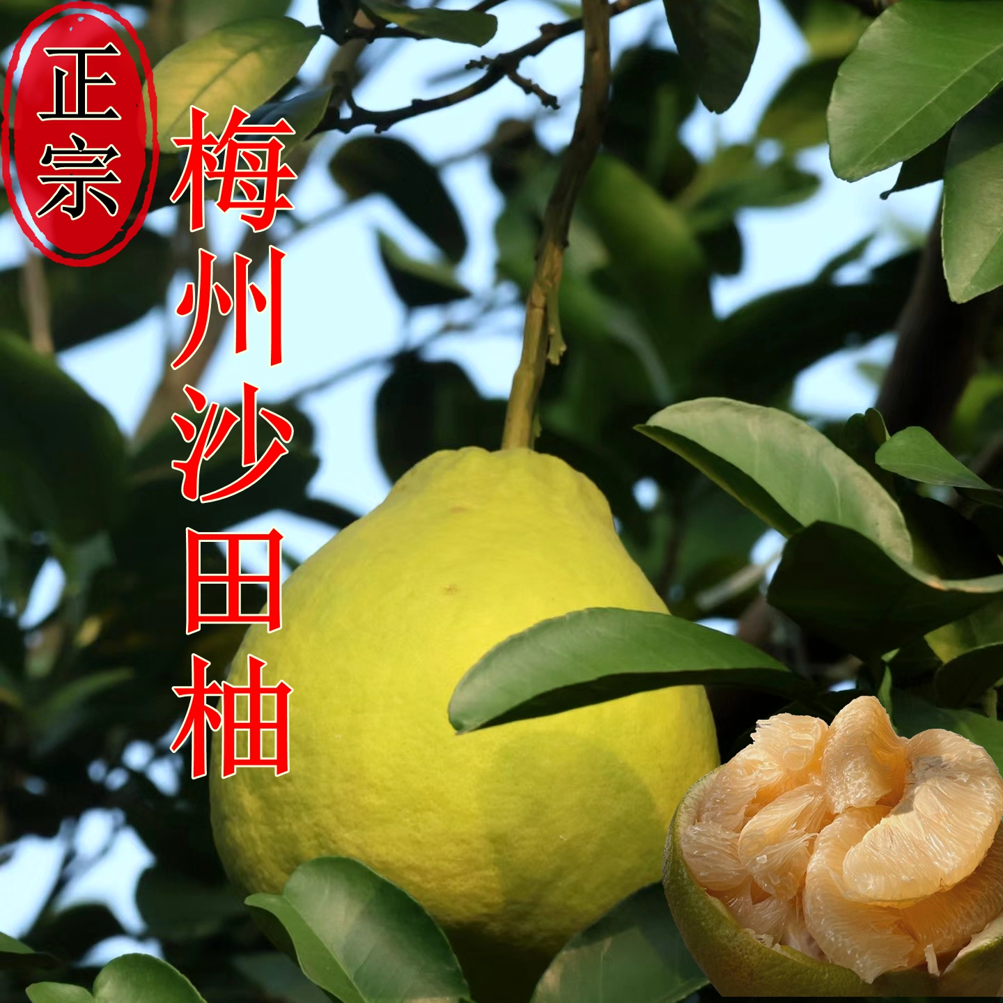 【纯甜无酸蜜糖柚】正宗梅州沙田柚金柚30年高山老树果原产地直发