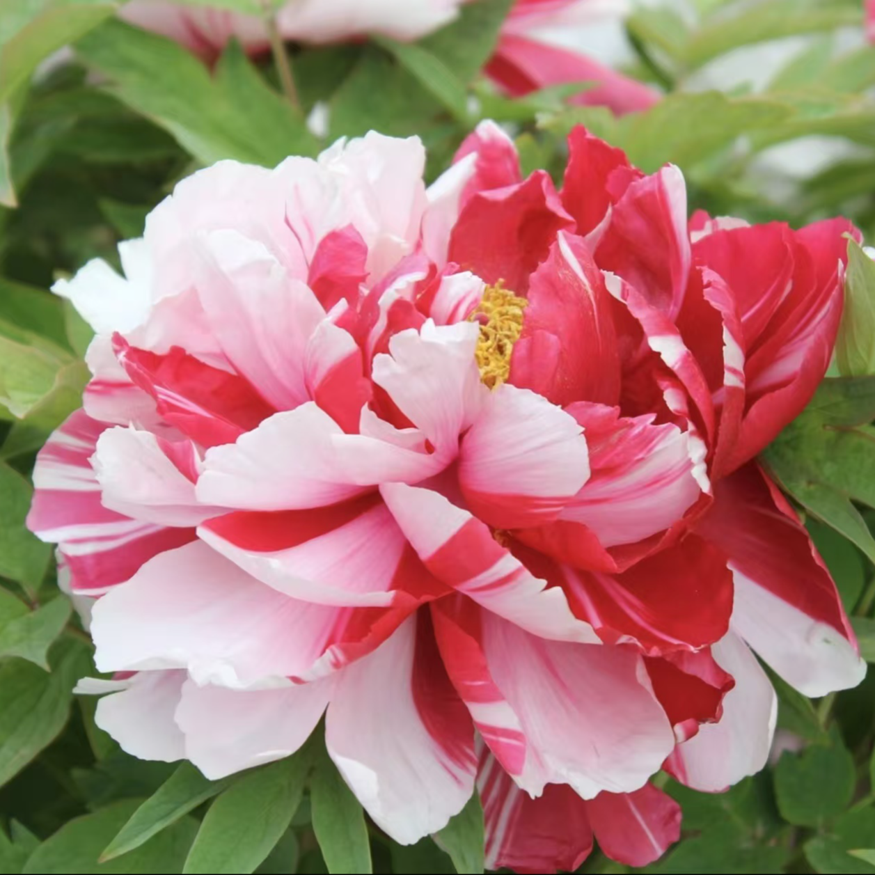 复色系进口牡丹千层重瓣大花【岛锦】一花三色富贵吉祥