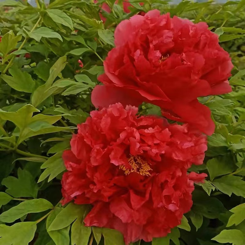 进口品种【旭刚】大红色牡丹千层牡丹富贵花
