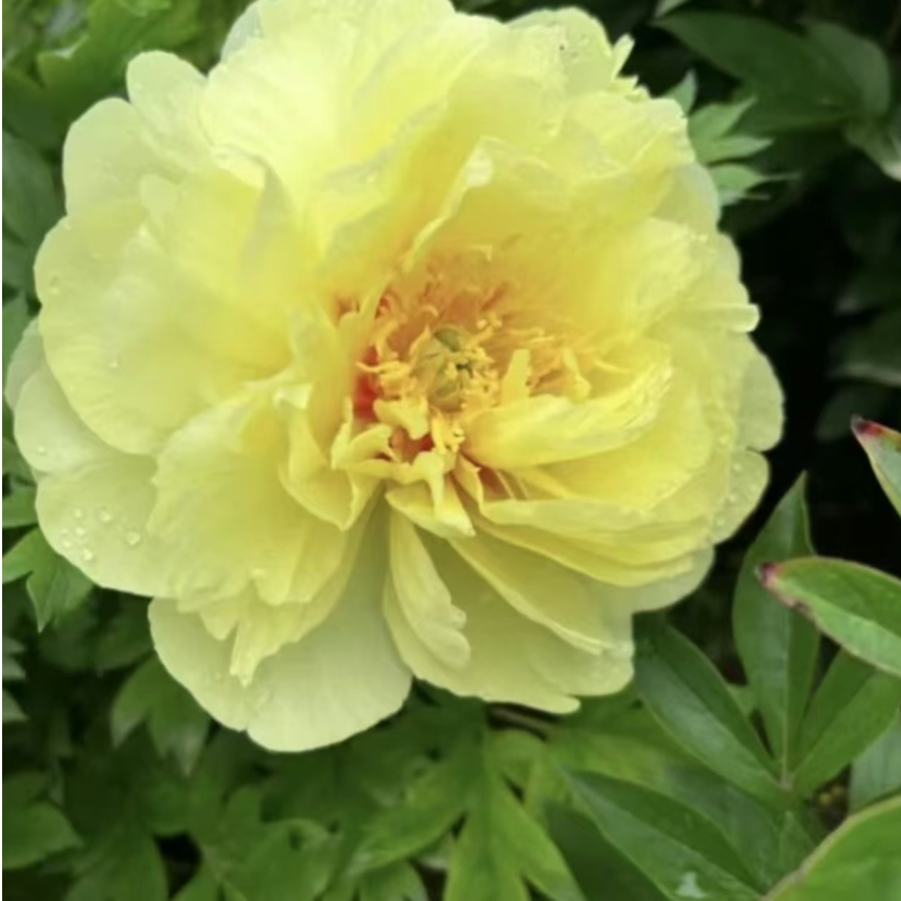 伊藤系列【巴茨拉】黄色系浓香型芍药花洛阳基地直发