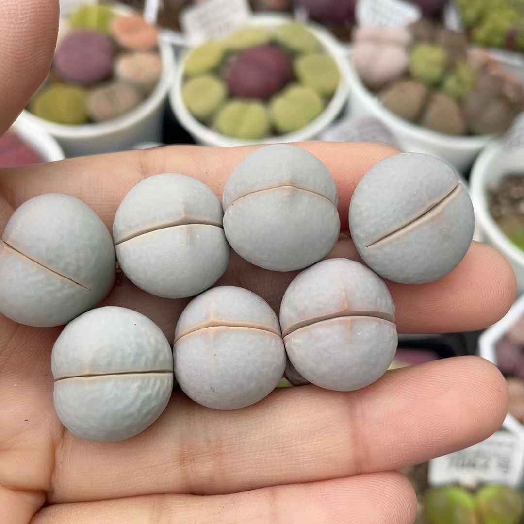 好养高尔夫生石花春桃属南蛮玉番杏科多肉植物迷你盆栽南阳台包邮