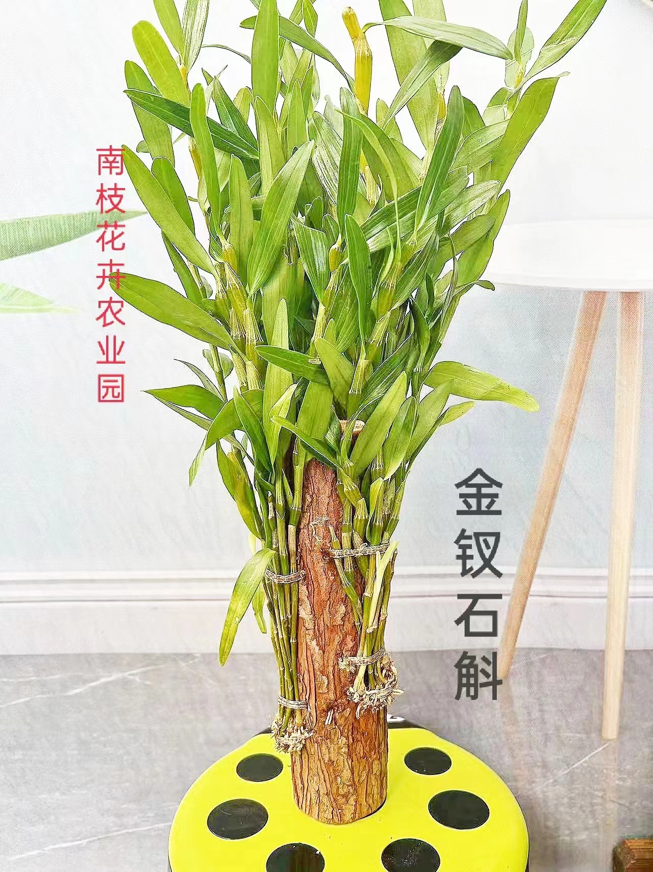 金钗石斛（花期3~5月，紫红色花瓣）