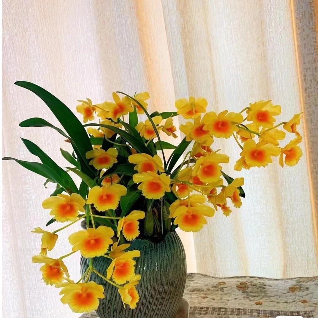 鼓槌（鼓槌，爆花型，花香，营养价值高）