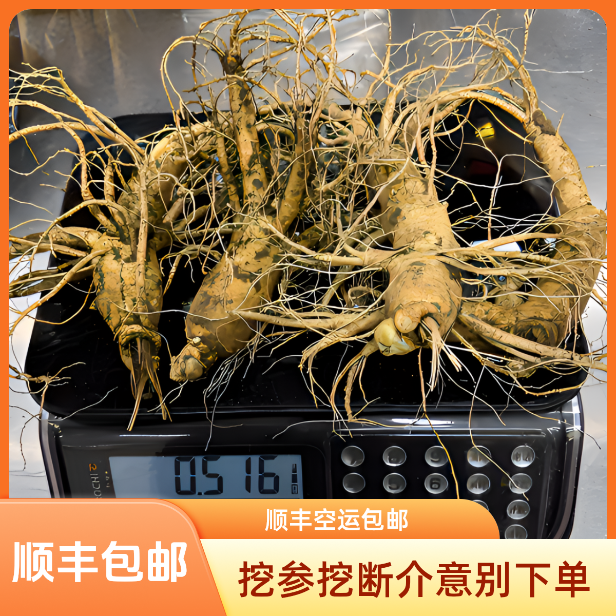【顺丰包邮】一斤5根的微残新鲜人参西洋参挖参挖断的介意别下单