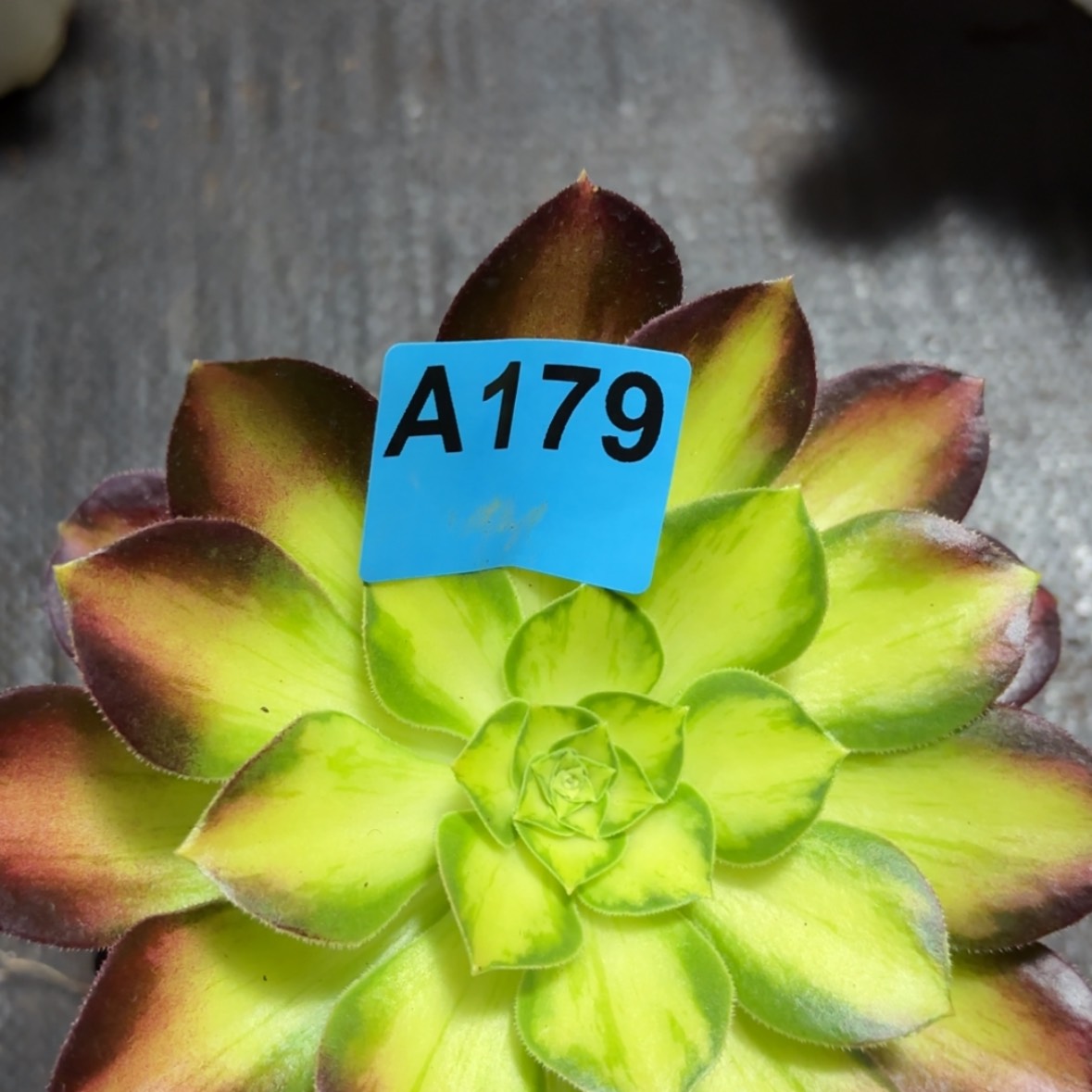 【闪购商品】游*179号多肉法师植物