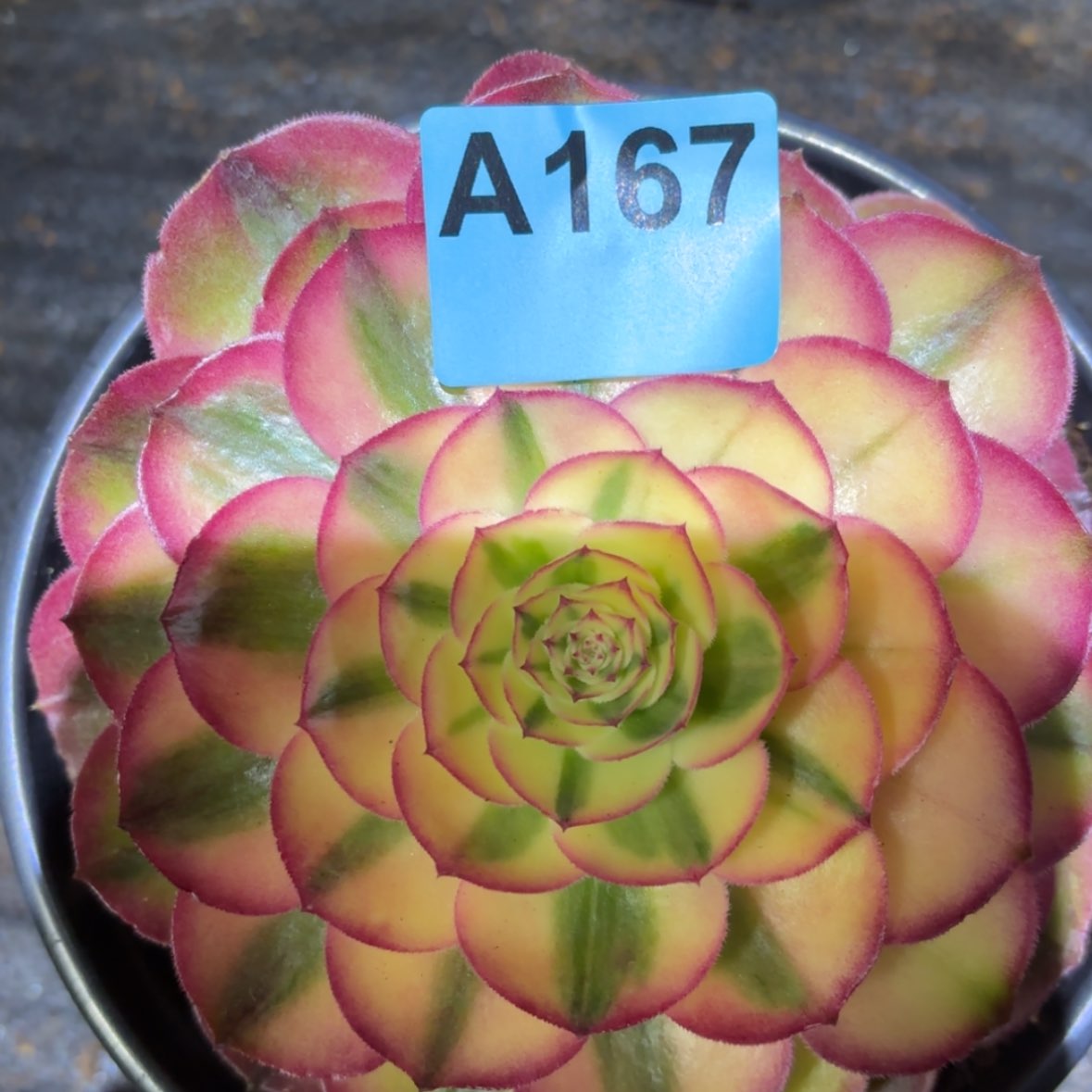 【闪购商品】167号多肉法师荔枝