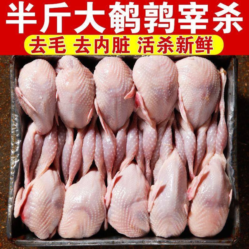 【顺丰包邮】现宰母鹌鹑新鲜鹌鹑肉速冻白条鹌鹑烧烤鹌鹑鸟现杀乳鸽