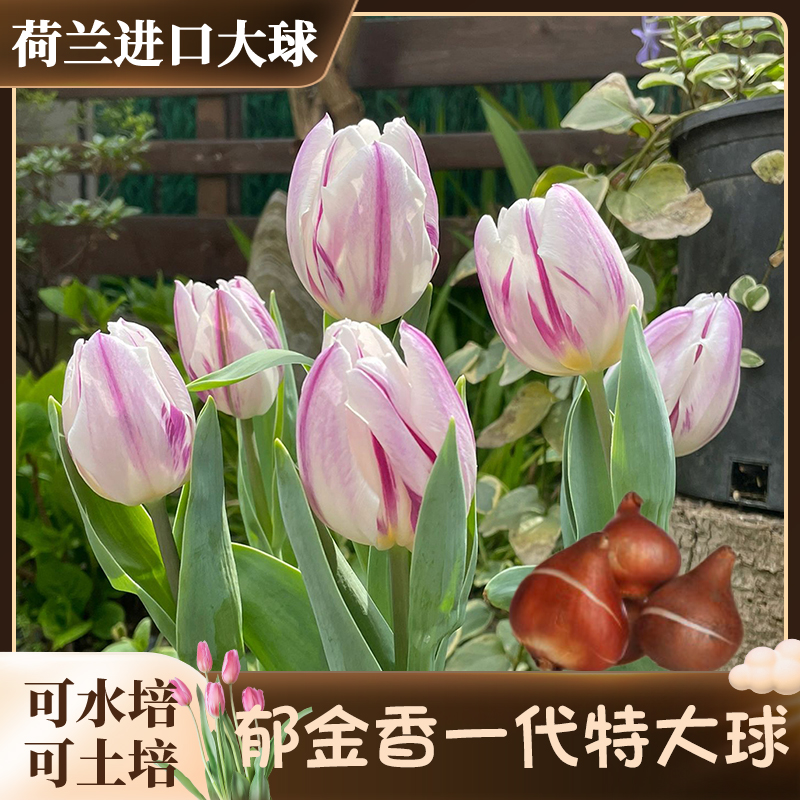 福【土培栽好发货-郁金香5度球】荷兰进口种球新手阳台地栽花苗盆栽