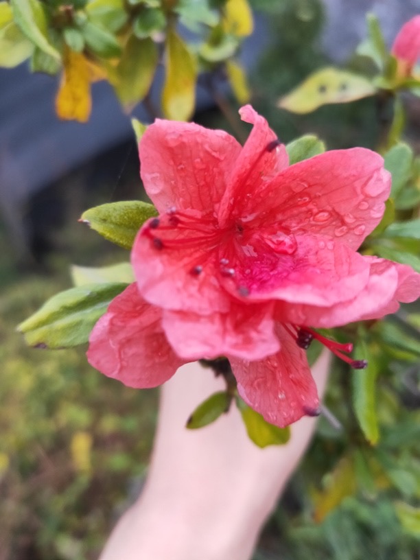原生桩素材直播间一物一拍