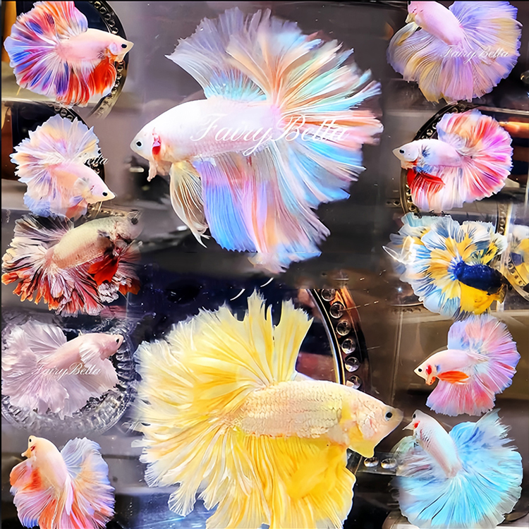 200-300 号精选泰国斗鱼精品半月婚纱褶皱仙仙小型饲养热带观赏鱼