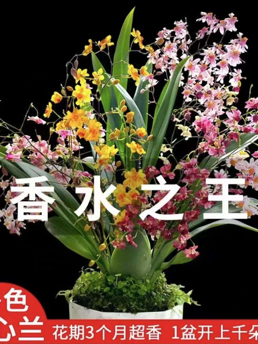 贵妃粉（梦香兰）文心兰带花剑懒人盆好养易活绿植室内盆栽