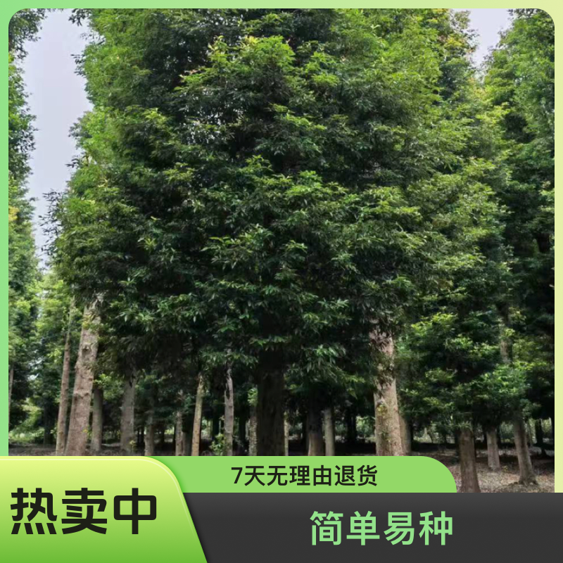 金丝楠木树苗直播间现场拍，不包成活
