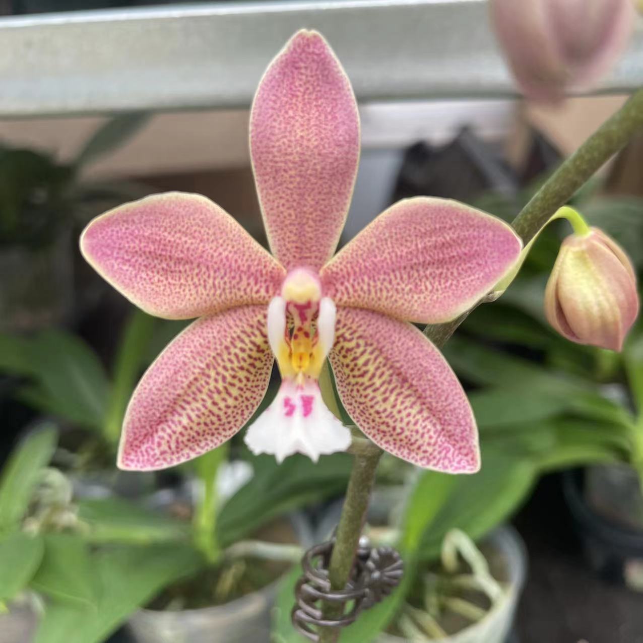 【安娜&量拍】4寸 西交曼尼 Phal. Bronze Maiden-苗 原生蝴蝶兰 